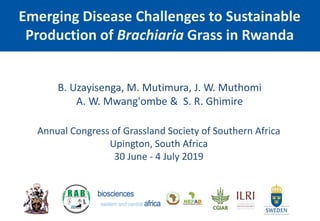 Emerging Disease Challenges to Sustainable
Production of Brachiaria Grass in Rwanda
B. Uzayisenga, M. Mutimura, J. W. Muthomi
A. W. Mwang'ombe & S. R. Ghimire
Annual Congress of Grassland Society of Southern Africa
Upington, South Africa
30 June - 4 July 2019
 