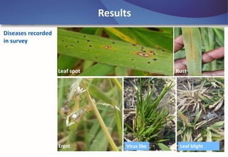 Emerging disease challenges to sustainable production of Brachiaria grass in Rwanda