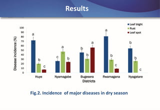 Emerging disease challenges to sustainable production of Brachiaria grass in Rwanda