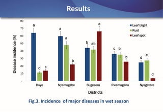 Emerging disease challenges to sustainable production of Brachiaria grass in Rwanda