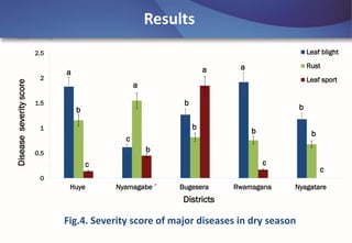 Emerging disease challenges to sustainable production of Brachiaria grass in Rwanda
