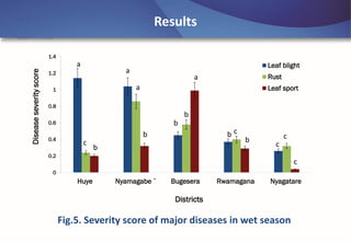 Emerging disease challenges to sustainable production of Brachiaria grass in Rwanda