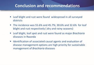 Emerging disease challenges to sustainable production of Brachiaria grass in Rwanda