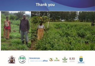 Emerging disease challenges to sustainable production of Brachiaria grass in Rwanda