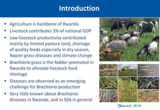 Emerging disease challenges to sustainable production of Brachiaria grass in Rwanda