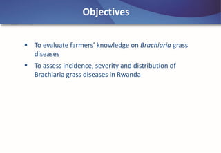 Emerging disease challenges to sustainable production of Brachiaria grass in Rwanda
