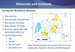 Emerging disease challenges to sustainable production of Brachiaria grass in Rwanda