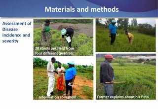 Emerging disease challenges to sustainable production of Brachiaria grass in Rwanda