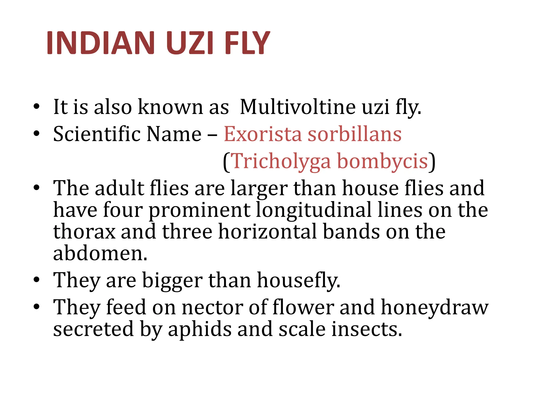 UZI_FLY Disease of Sericulture (P.K).pptx