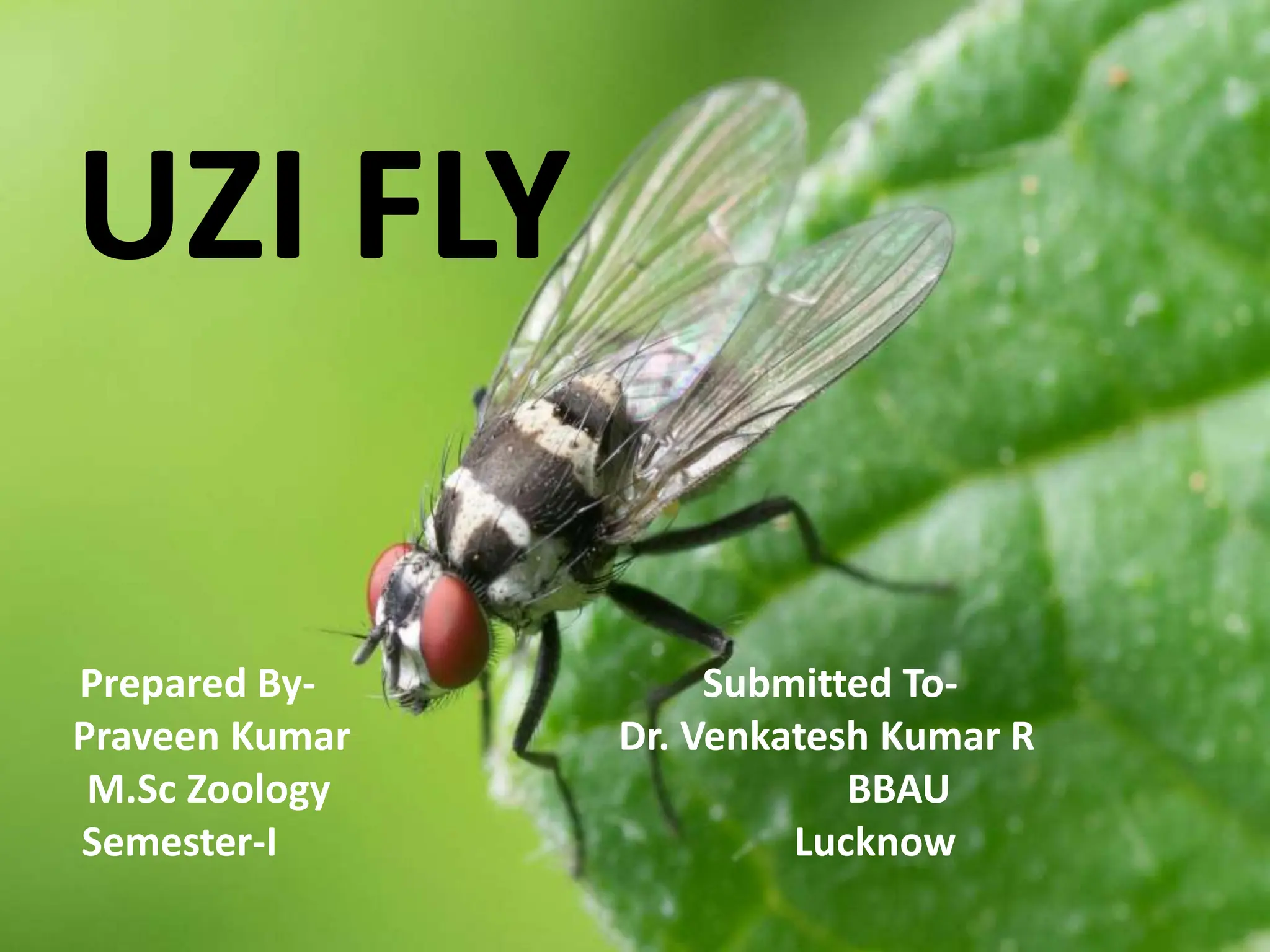 UZI_FLY Diseases Sericulture (P.K).pptx