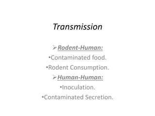 Transmission
Rodent-Human:
•Contaminated food.
•Rodent Consumption.
Human-Human:
•Inoculation.
•Contaminated Secretion.
 