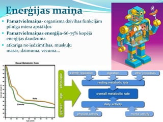 Enerģijas maiņa
 Pamatvielmaiņa- organisma dzīvības funkcijām
pilnīga miera apstākļos
 Pamatvielmaiņas enerģija-66-75% kopējā
enerģijas daudzuma
 atkarīga no iedzimtības, muskuļu
masas, dzimuma, vecuma...
 