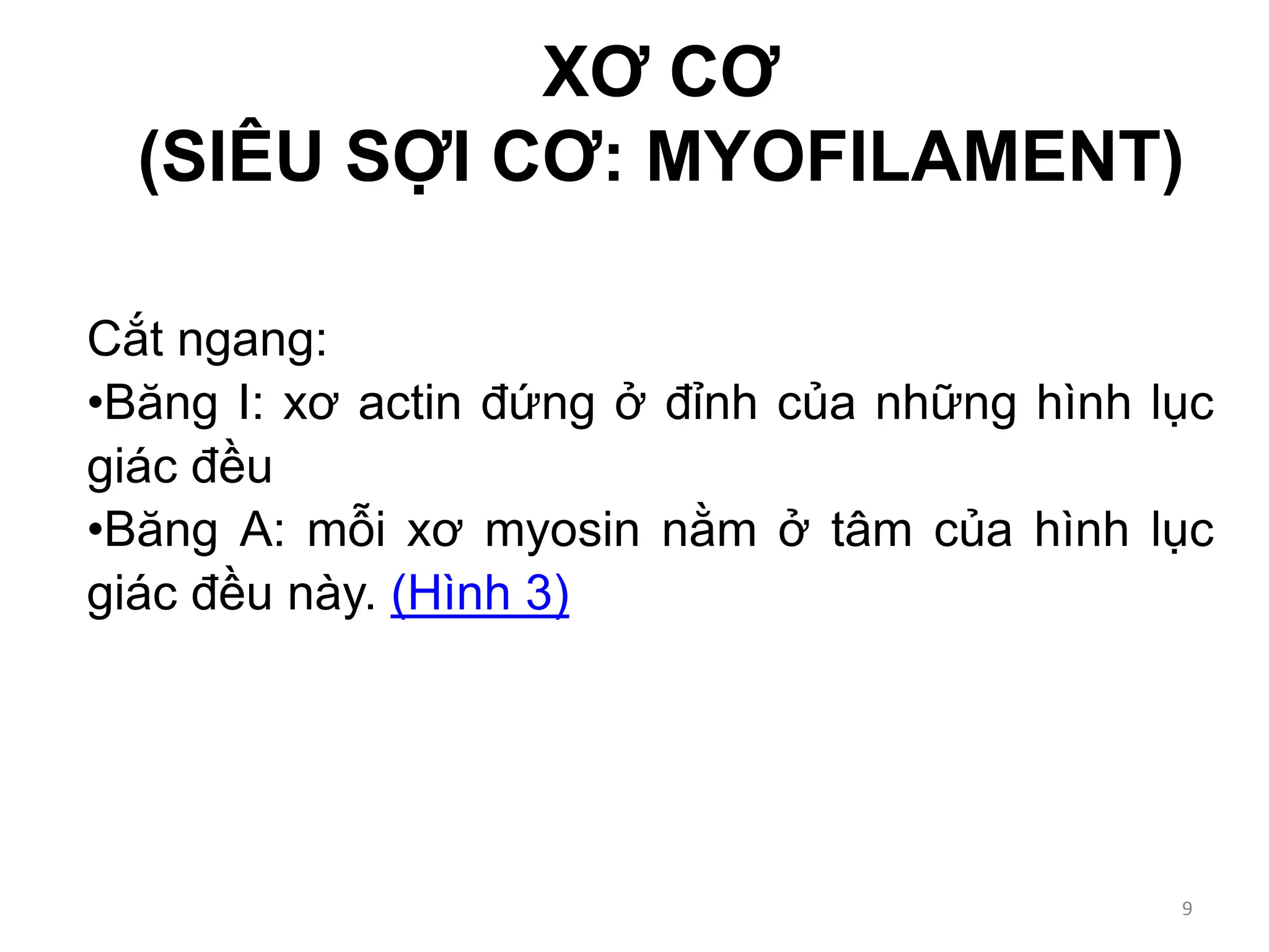 Cắt ngang:
•Băng I: xơ actin đứng ở đỉnh của những hình lục
giác đều
•Băng A: mỗi xơ myosin nằm ở tâm của hình lục
giác đều này. (Hình 3)
XƠ CƠ
(SIÊU SỢI CƠ: MYOFILAMENT)
9
 