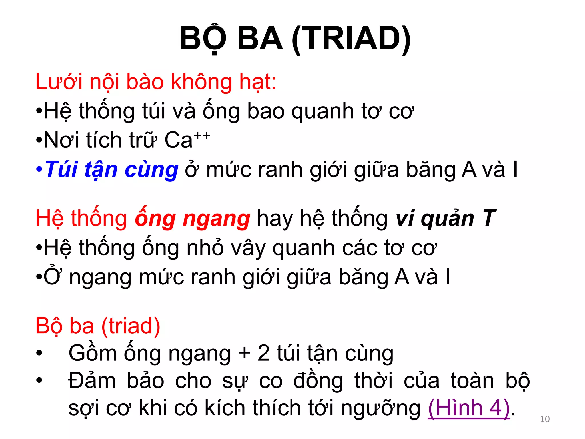 BỘ BA (TRIAD)
Lưới nội bào không hạt:
•Hệ thống túi và ống bao quanh tơ cơ
•Nơi tích trữ Ca++
•Túi tận cùng ở mức ranh giới giữa băng A và I
Hệ thống ống ngang hay hệ thống vi quản T
•Hệ thống ống nhỏ vây quanh các tơ cơ
•Ở ngang mức ranh giới giữa băng A và I
Bộ ba (triad)
• Gồm ống ngang + 2 túi tận cùng
• Đảm bảo cho sự co đồng thời của toàn bộ
sợi cơ khi có kích thích tới ngưỡng (Hình 4). 10
 