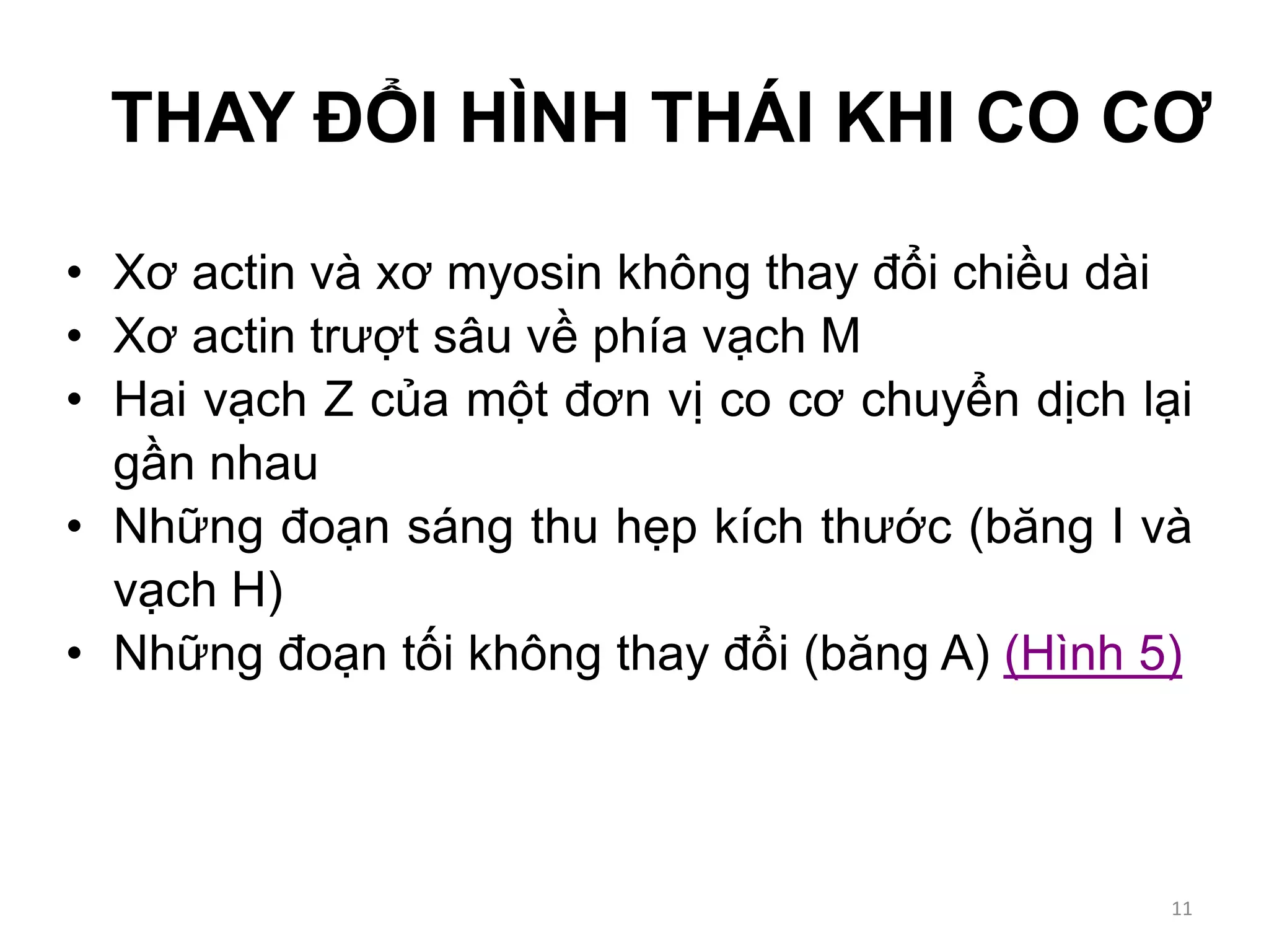 THAY ĐỔI HÌNH THÁI KHI CO CƠ
• Xơ actin và xơ myosin không thay đổi chiều dài
• Xơ actin trượt sâu về phía vạch M
• Hai vạch Z của một đơn vị co cơ chuyển dịch lại
gần nhau
• Những đoạn sáng thu hẹp kích thước (băng I và
vạch H)
• Những đoạn tối không thay đổi (băng A) (Hình 5)
11
 