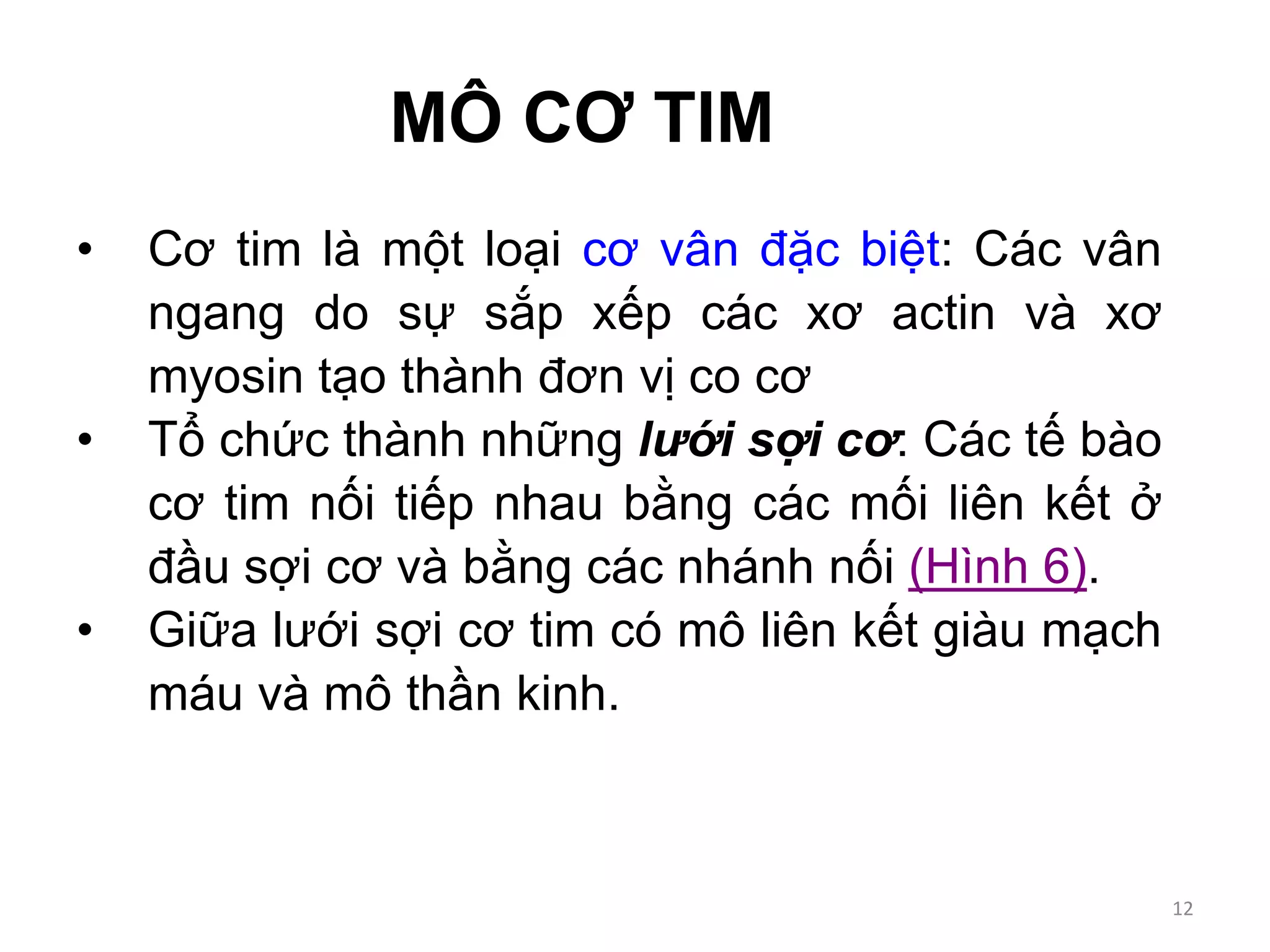 MÔ CƠ TIM
• Cơ tim là một loại cơ vân đặc biệt: Các vân
ngang do sự sắp xếp các xơ actin và xơ
myosin tạo thành đơn vị co cơ
• Tổ chức thành những lưới sợi cơ: Các tế bào
cơ tim nối tiếp nhau bằng các mối liên kết ở
đầu sợi cơ và bằng các nhánh nối (Hình 6).
• Giữa lưới sợi cơ tim có mô liên kết giàu mạch
máu và mô thần kinh.
12
 