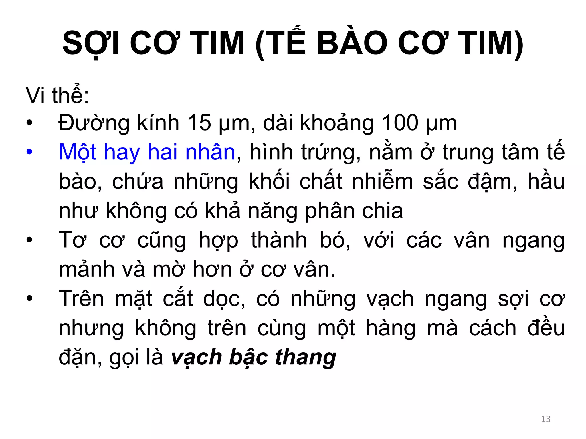 SỢI CƠ TIM (TẾ BÀO CƠ TIM)
Vi thể:
• Đường kính 15 µm, dài khoảng 100 µm
• Một hay hai nhân, hình trứng, nằm ở trung tâm tế
bào, chứa những khối chất nhiễm sắc đậm, hầu
như không có khả năng phân chia
• Tơ cơ cũng hợp thành bó, với các vân ngang
mảnh và mờ hơn ở cơ vân.
• Trên mặt cắt dọc, có những vạch ngang sợi cơ
nhưng không trên cùng một hàng mà cách đều
đặn, gọi là vạch bậc thang
13
 
