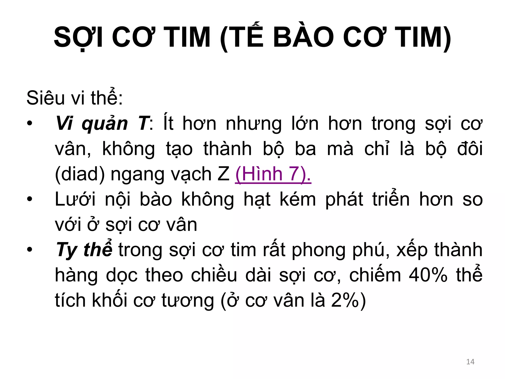 Siêu vi thể:
• Vi quản T: Ít hơn nhưng lớn hơn trong sợi cơ
vân, không tạo thành bộ ba mà chỉ là bộ đôi
(diad) ngang vạch Z (Hình 7).
• Lưới nội bào không hạt kém phát triển hơn so
với ở sợi cơ vân
• Ty thể trong sợi cơ tim rất phong phú, xếp thành
hàng dọc theo chiều dài sợi cơ, chiếm 40% thể
tích khối cơ tương (ở cơ vân là 2%)
SỢI CƠ TIM (TẾ BÀO CƠ TIM)
14
 