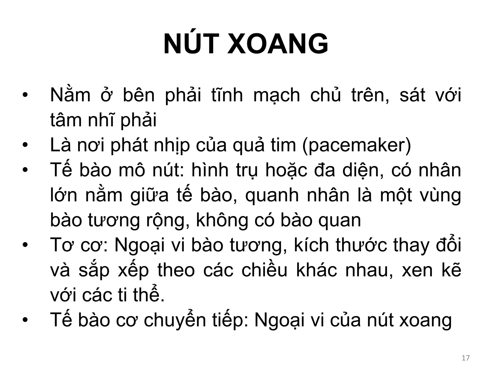 NÚT XOANG
• Nằm ở bên phải tĩnh mạch chủ trên, sát với
tâm nhĩ phải
• Là nơi phát nhịp của quả tim (pacemaker)
• Tế bào mô nút: hình trụ hoặc đa diện, có nhân
lớn nằm giữa tế bào, quanh nhân là một vùng
bào tương rộng, không có bào quan
• Tơ cơ: Ngoại vi bào tương, kích thước thay đổi
và sắp xếp theo các chiều khác nhau, xen kẽ
với các ti thể.
• Tế bào cơ chuyển tiếp: Ngoại vi của nút xoang
17
 