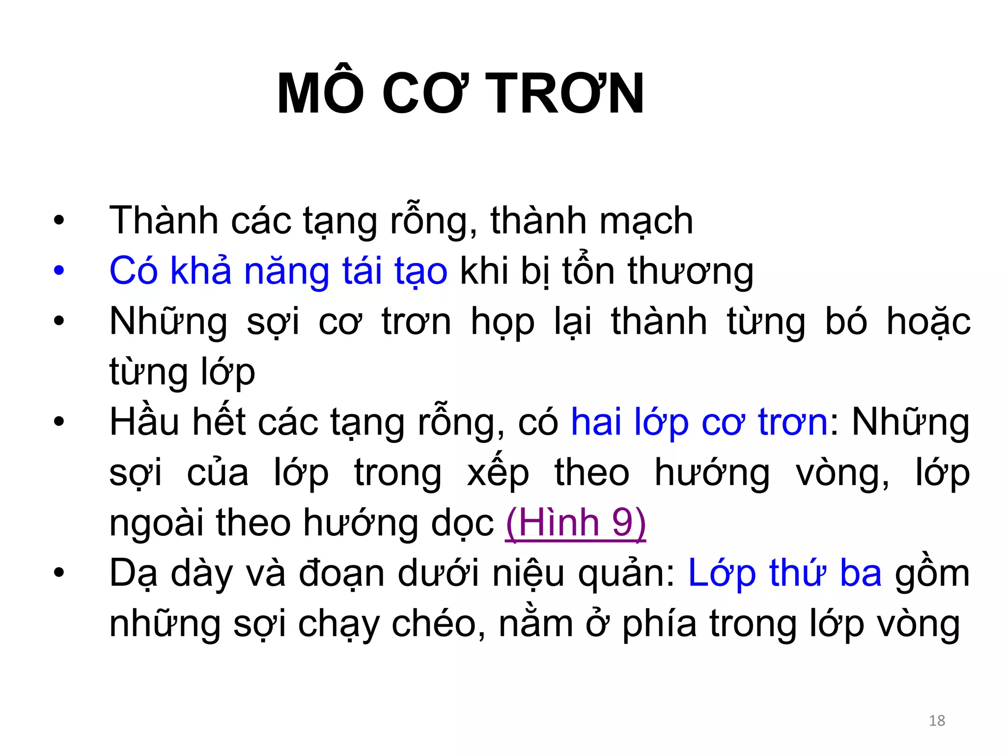 MÔ CƠ TRƠN
• Thành các tạng rỗng, thành mạch
• Có khả năng tái tạo khi bị tổn thương
• Những sợi cơ trơn họp lại thành từng bó hoặc
từng lớp
• Hầu hết các tạng rỗng, có hai lớp cơ trơn: Những
sợi của lớp trong xếp theo hướng vòng, lớp
ngoài theo hướng dọc (Hình 9)
• Dạ dày và đoạn dưới niệu quản: Lớp thứ ba gồm
những sợi chạy chéo, nằm ở phía trong lớp vòng
18
 