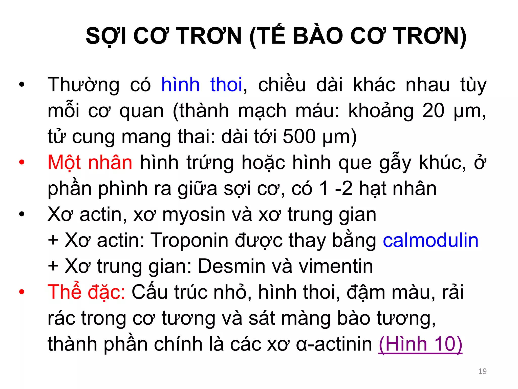 SỢI CƠ TRƠN (TẾ BÀO CƠ TRƠN)
• Thường có hình thoi, chiều dài khác nhau tùy
mỗi cơ quan (thành mạch máu: khoảng 20 µm,
tử cung mang thai: dài tới 500 µm)
• Một nhân hình trứng hoặc hình que gẫy khúc, ở
phần phình ra giữa sợi cơ, có 1 -2 hạt nhân
• Xơ actin, xơ myosin và xơ trung gian
+ Xơ actin: Troponin được thay bằng calmodulin
+ Xơ trung gian: Desmin và vimentin
• Thể đặc: Cấu trúc nhỏ, hình thoi, đậm màu, rải
rác trong cơ tương và sát màng bào tương,
thành phần chính là các xơ α-actinin (Hình 10)
19
 