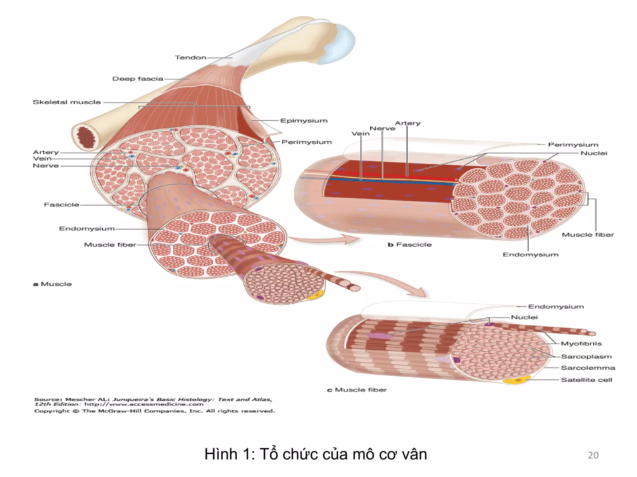 Hình 1: Tổ chức của mô cơ vân 20
 