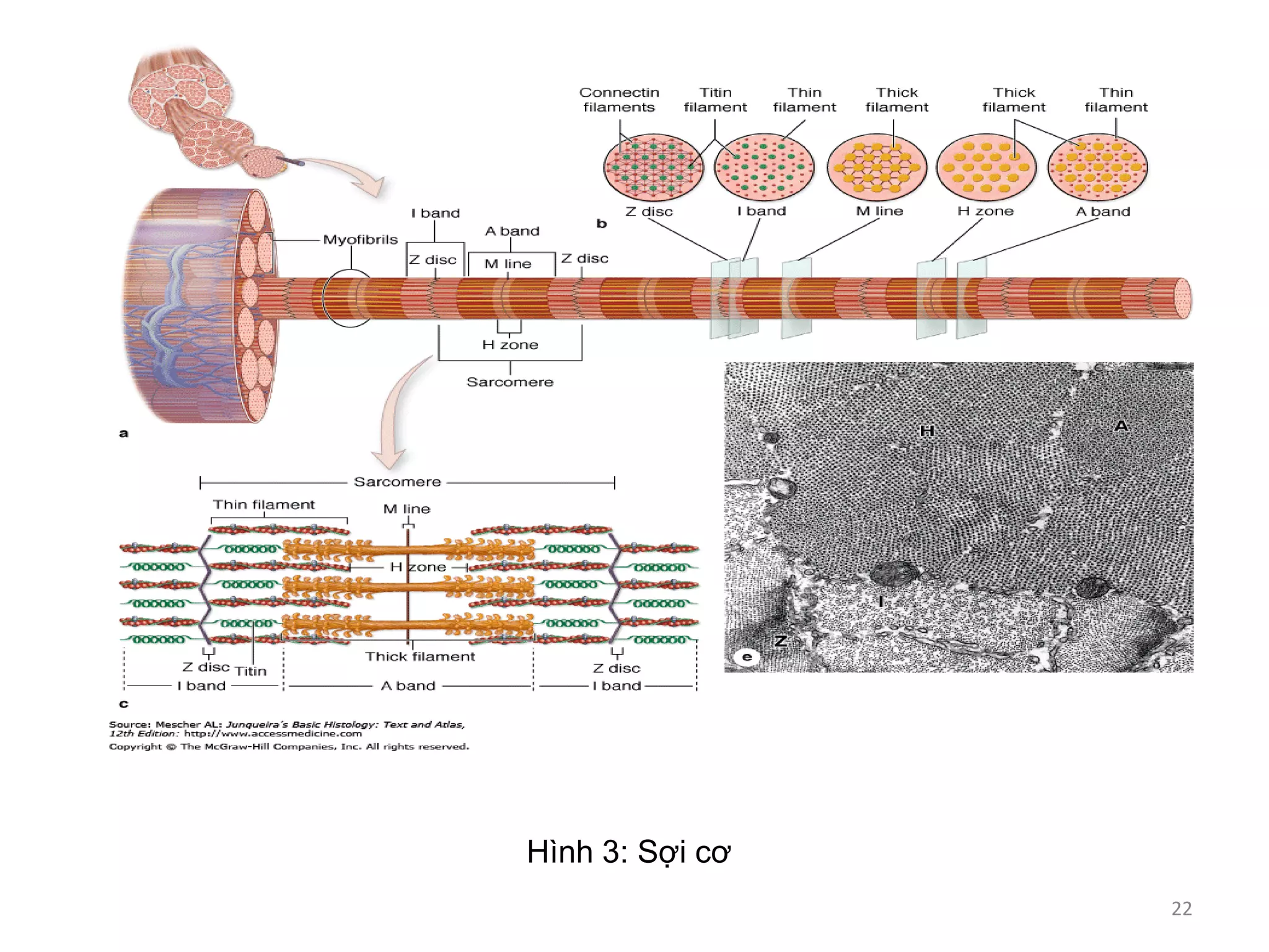 Hình 3: Sợi cơ
22
 
