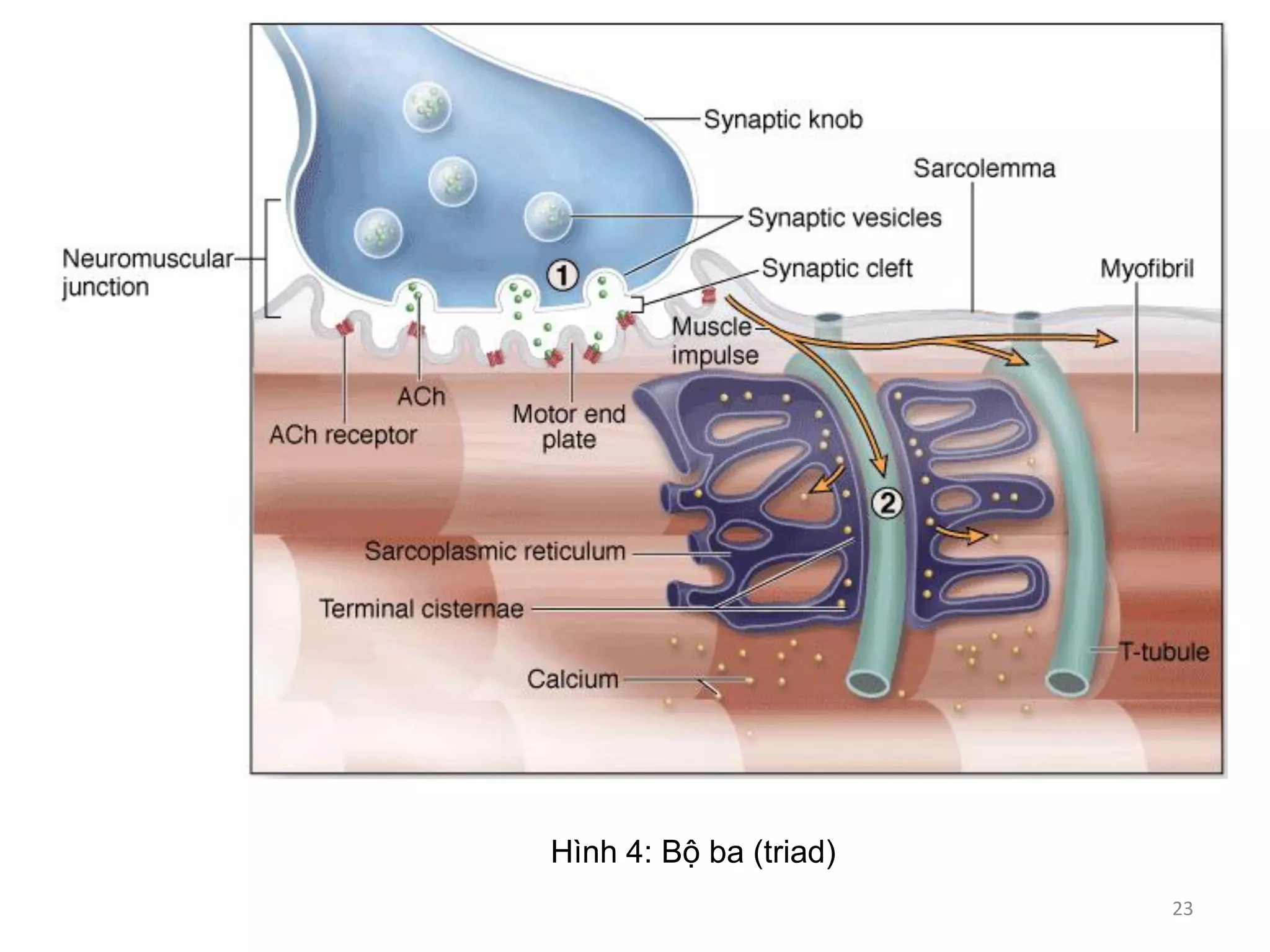 Hình 4: Bộ ba (triad)
23
 