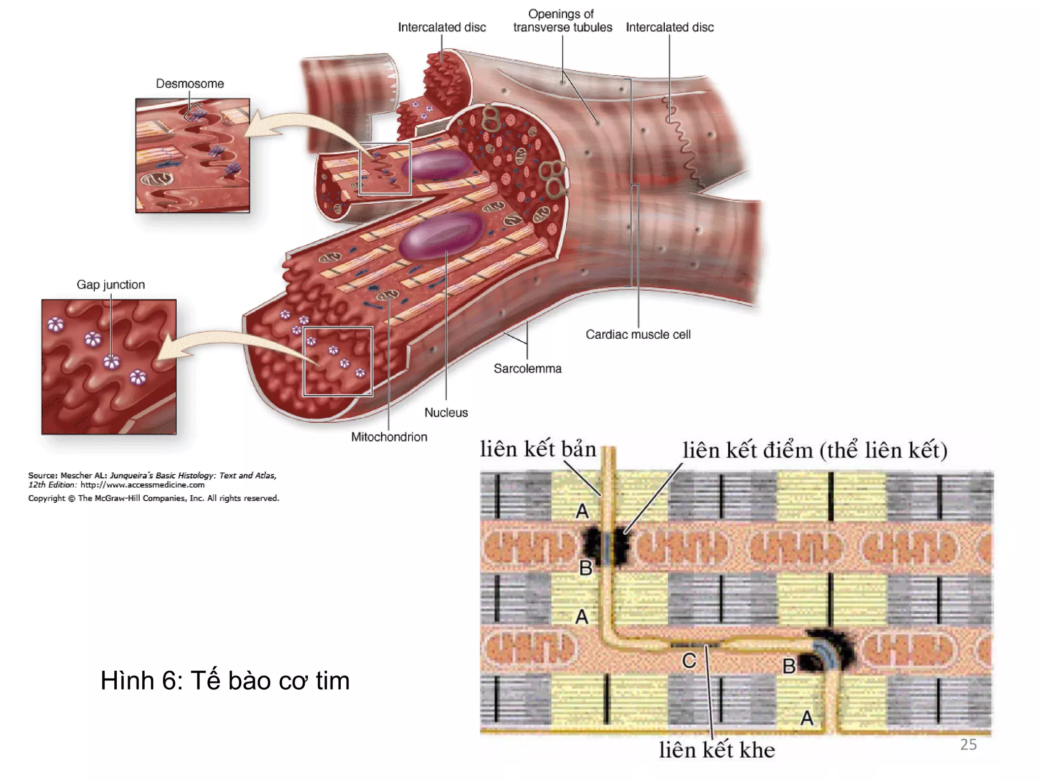 Hình 6: Tế bào cơ tim
25
 