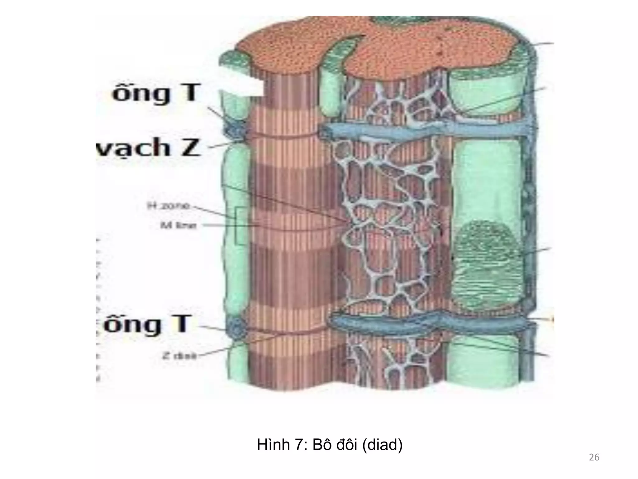 Hình 7: Bô đôi (diad)
26
 