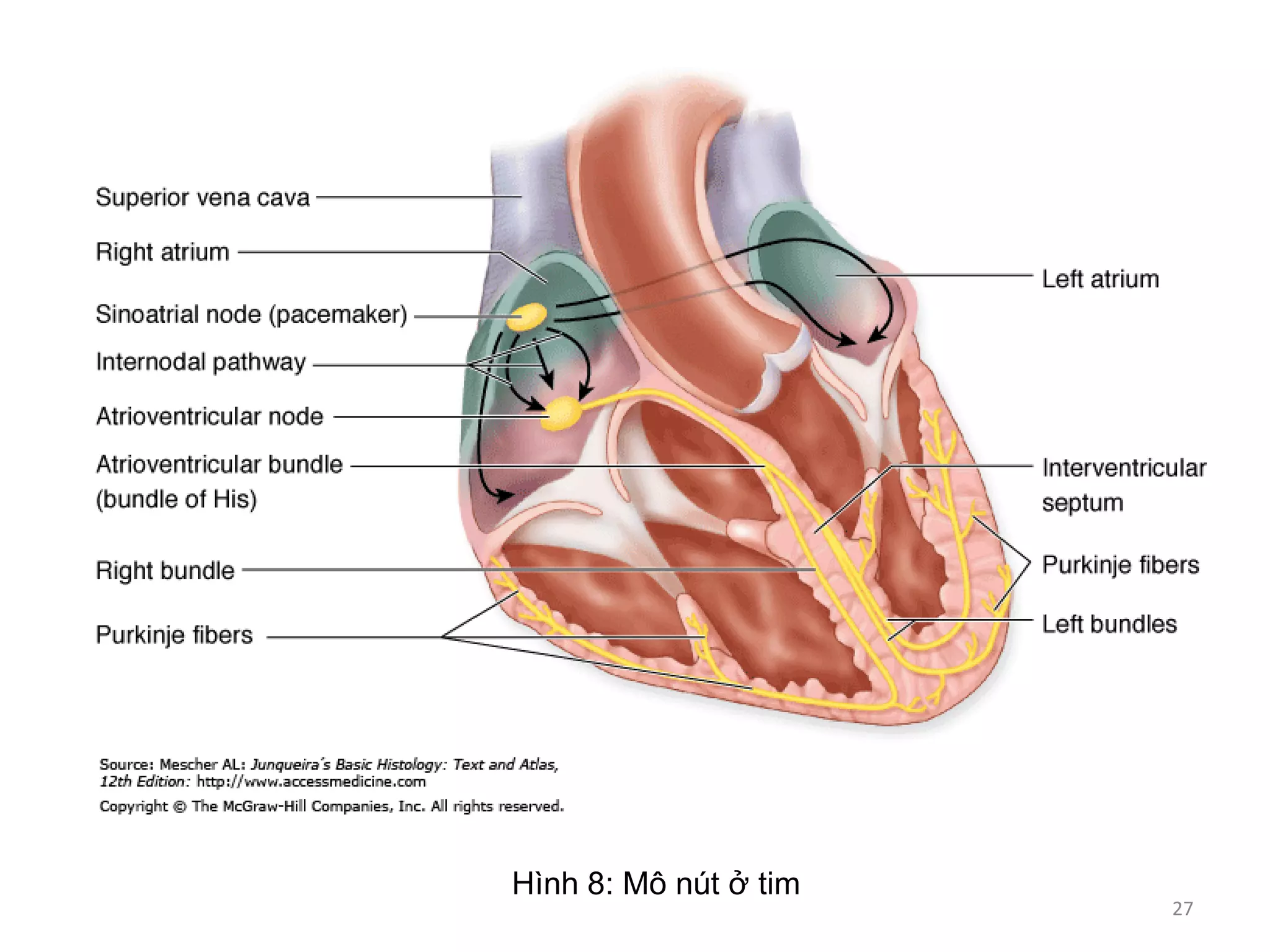 Hình 8: Mô nút ở tim
27
 