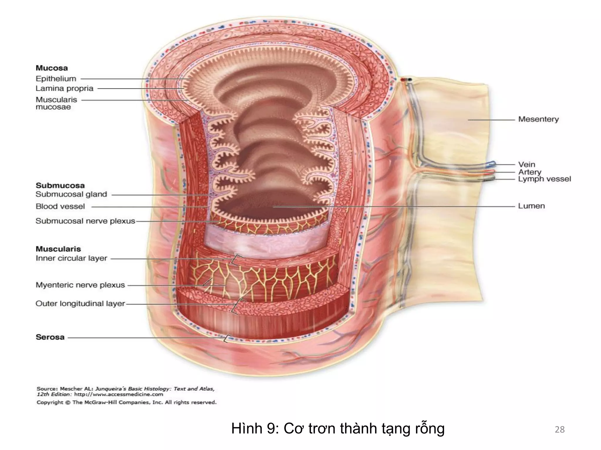 Hình 9: Cơ trơn thành tạng rỗng 28
 