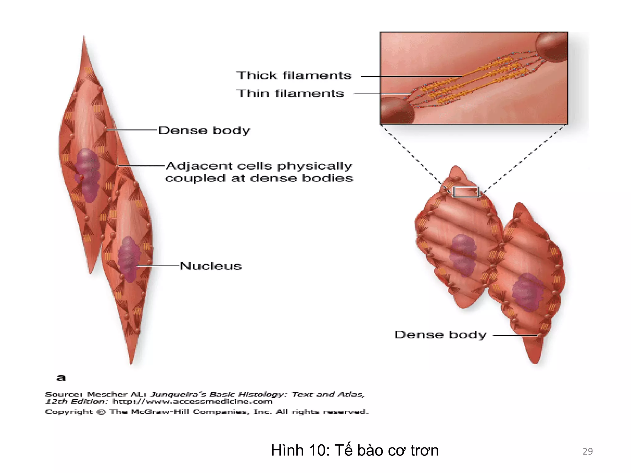 Hình 10: Tế bào cơ trơn 29
 