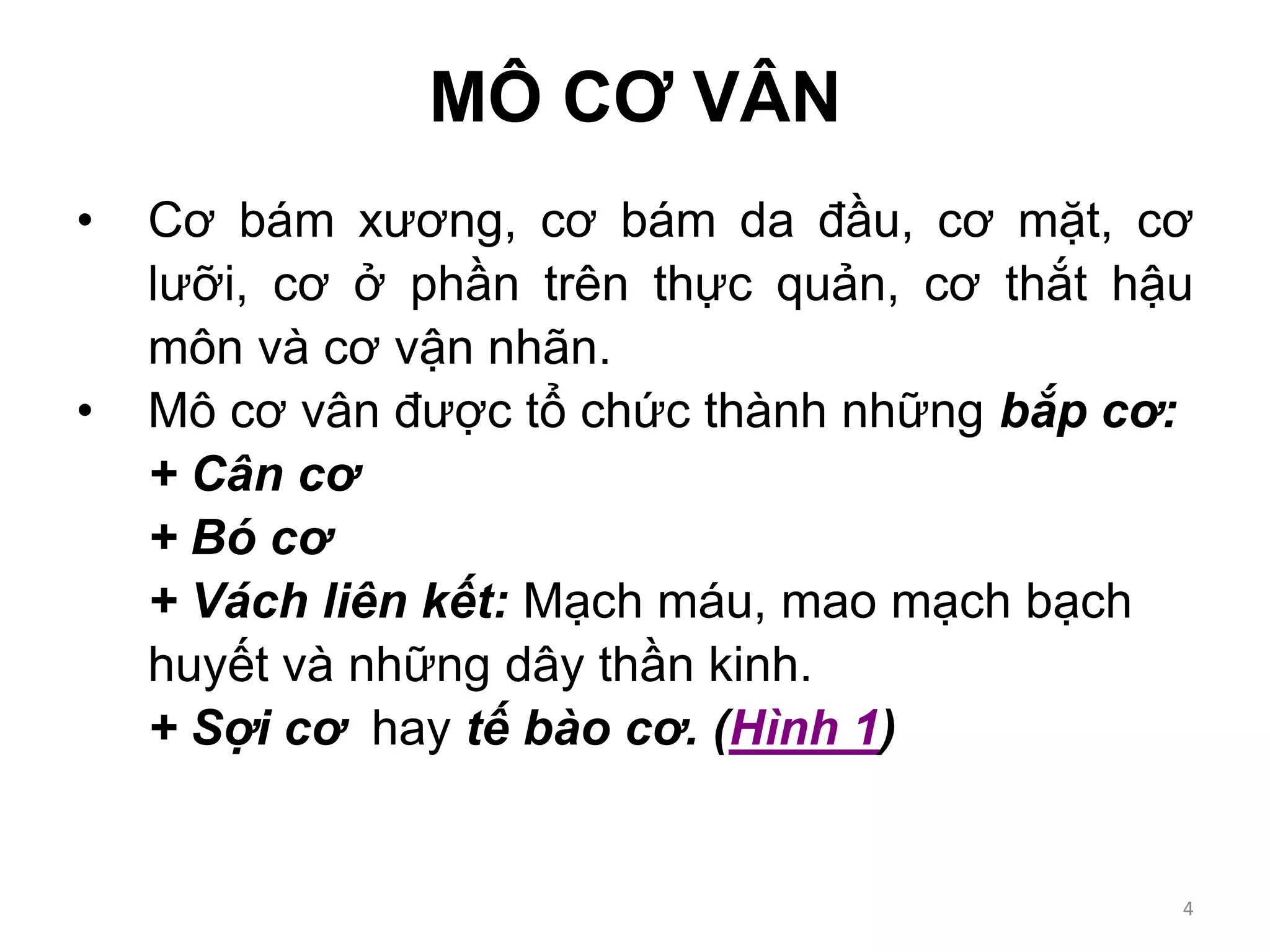 MÔ CƠ VÂN
• Cơ bám xương, cơ bám da đầu, cơ mặt, cơ
lưỡi, cơ ở phần trên thực quản, cơ thắt hậu
môn và cơ vận nhãn.
• Mô cơ vân được tổ chức thành những bắp cơ:
+ Cân cơ
+ Bó cơ
+ Vách liên kết: Mạch máu, mao mạch bạch
huyết và những dây thần kinh.
+ Sợi cơ hay tế bào cơ. (Hình 1)
4
 