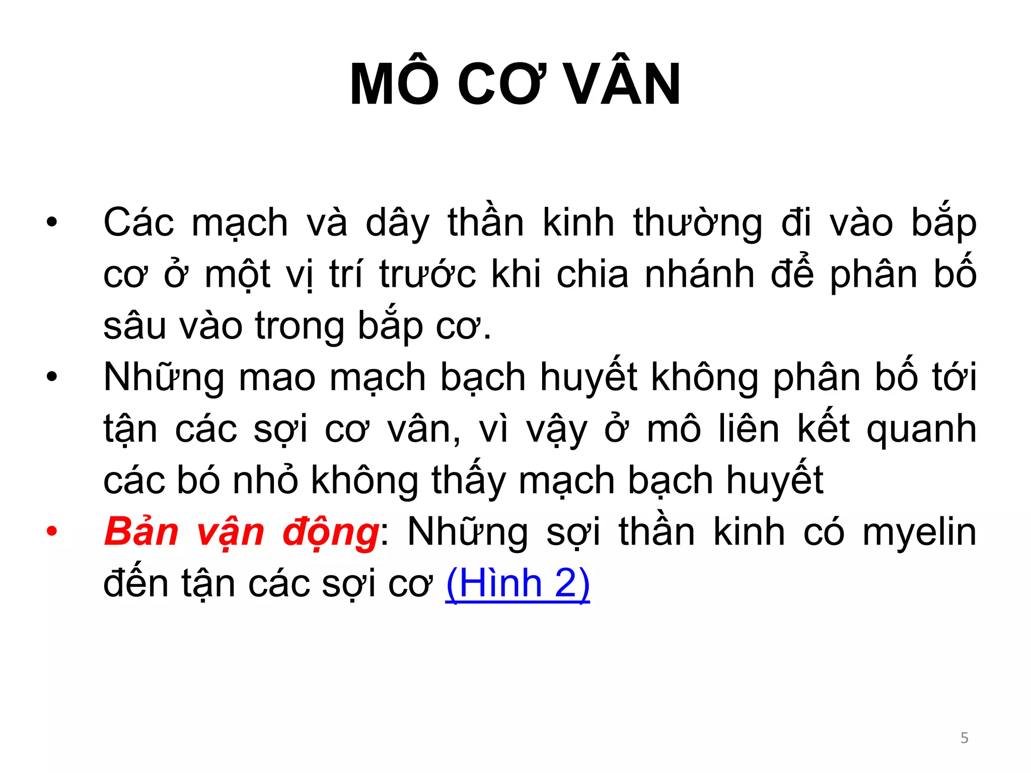 MÔ CƠ VÂN
• Các mạch và dây thần kinh thường đi vào bắp
cơ ở một vị trí trước khi chia nhánh để phân bố
sâu vào trong bắp cơ.
• Những mao mạch bạch huyết không phân bố tới
tận các sợi cơ vân, vì vậy ở mô liên kết quanh
các bó nhỏ không thấy mạch bạch huyết
• Bản vận động: Những sợi thần kinh có myelin
đến tận các sợi cơ (Hình 2)
5
 
