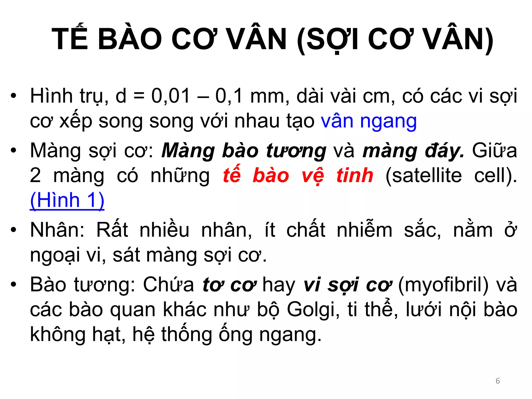 • Hình trụ, d = 0,01 – 0,1 mm, dài vài cm, có các vi sợi
cơ xếp song song với nhau tạo vân ngang
• Màng sợi cơ: Màng bào tương và màng đáy. Giữa
2 màng có những tế bào vệ tinh (satellite cell).
(Hình 1)
• Nhân: Rất nhiều nhân, ít chất nhiễm sắc, nằm ở
ngoại vi, sát màng sợi cơ.
• Bào tương: Chứa tơ cơ hay vi sợi cơ (myofibril) và
các bào quan khác như bộ Golgi, ti thể, lưới nội bào
không hạt, hệ thống ống ngang.
TẾ BÀO CƠ VÂN (SỢI CƠ VÂN)
6
 