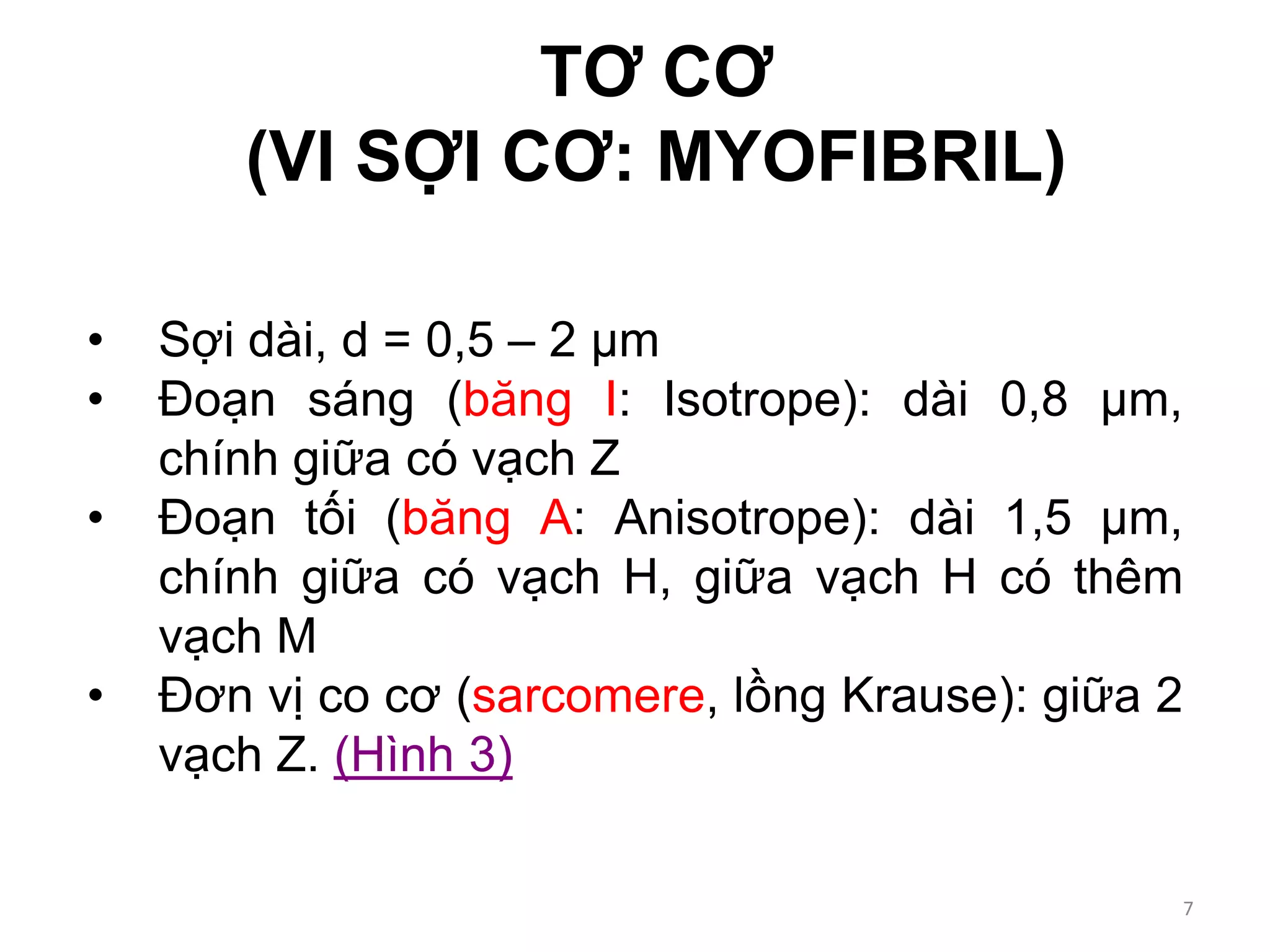 TƠ CƠ
(VI SỢI CƠ: MYOFIBRIL)
• Sợi dài, d = 0,5 – 2 µm
• Đoạn sáng (băng I: Isotrope): dài 0,8 µm,
chính giữa có vạch Z
• Đoạn tối (băng A: Anisotrope): dài 1,5 µm,
chính giữa có vạch H, giữa vạch H có thêm
vạch M
• Đơn vị co cơ (sarcomere, lồng Krause): giữa 2
vạch Z. (Hình 3)
7
 