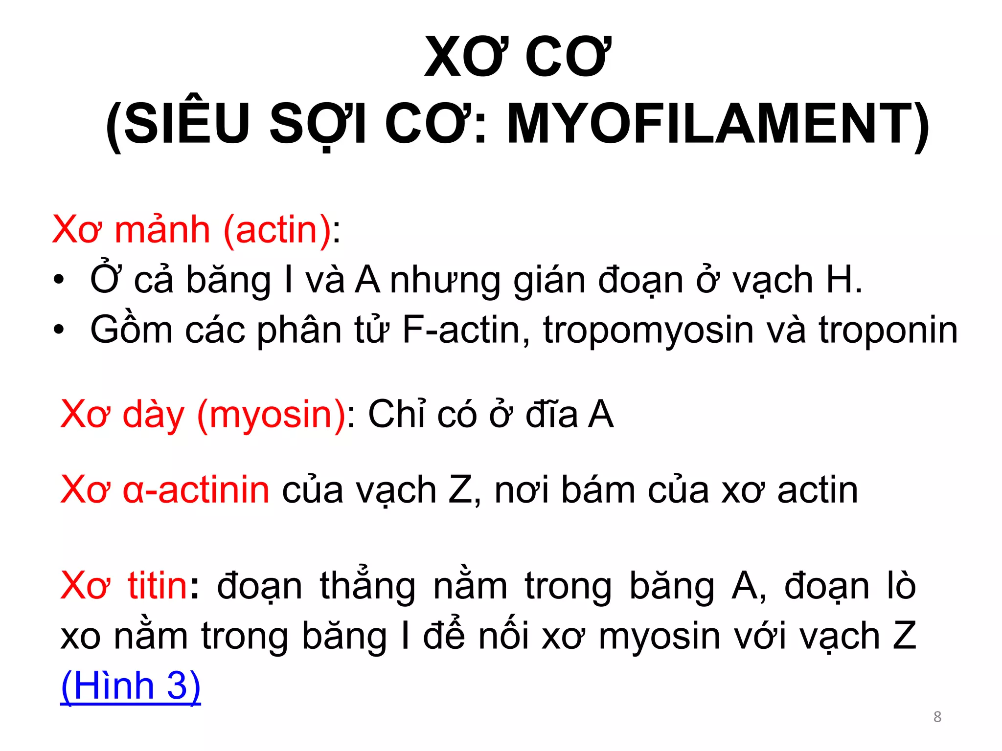 XƠ CƠ
(SIÊU SỢI CƠ: MYOFILAMENT)
Xơ mảnh (actin):
• Ở cả băng I và A nhưng gián đoạn ở vạch H.
• Gồm các phân tử F-actin, tropomyosin và troponin
Xơ dày (myosin): Chỉ có ở đĩa A
Xơ α-actinin của vạch Z, nơi bám của xơ actin
Xơ titin: đoạn thẳng nằm trong băng A, đoạn lò
xo nằm trong băng I để nối xơ myosin với vạch Z
(Hình 3)
8
 