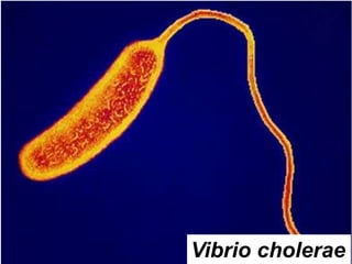 Vibrio cholerae 
 