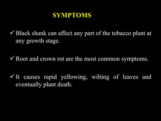 Black Shank Of Shank