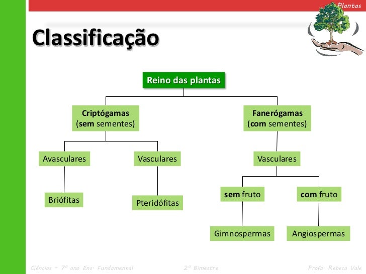 V.1 Plantas