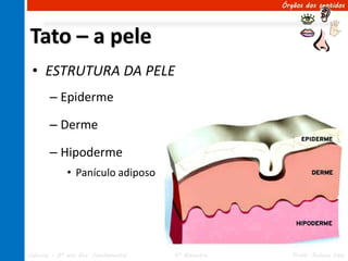 Órgãos dos sentidos




Tato – a pele
 • ESTRUTURA DA PELE
       – Epiderme

       – Derme

       – Hipoderme
             • Panículo adiposo




Ciências – 8º ano Ens. Fundamental   4º Bimestre      Profa. Rebeca Vale
 