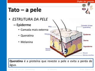 Órgãos dos sentidos




Tato – a pele
 • ESTRUTURA DA PELE
       – Epiderme
             • Camada mais externa
             • Queratina

             • Melanina




  Queratina é a proteína que reveste a pele e evita a perda de
  água.
Ciências – 8º ano Ens. Fundamental   4º Bimestre      Profa. Rebeca Vale
 