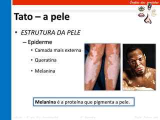 Órgãos dos sentidos




Tato – a pele
 • ESTRUTURA DA PELE
       – Epiderme
             • Camada mais externa
             • Queratina

             • Melanina




                Melanina é a proteína que pigmenta a pele.

Ciências – 8º ano Ens. Fundamental   4º Bimestre             Profa. Rebeca Vale
 