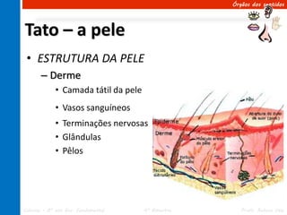 Órgãos dos sentidos




Tato – a pele
 • ESTRUTURA DA PELE
       – Derme
             • Camada tátil da pele
             • Vasos sanguíneos
             • Terminações nervosas
             • Glândulas
             • Pêlos




Ciências – 8º ano Ens. Fundamental    4º Bimestre      Profa. Rebeca Vale
 