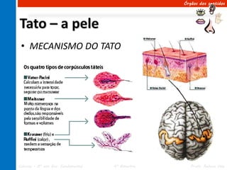 Órgãos dos sentidos




Tato – a pele
 • MECANISMO DO TATO




Ciências – 8º ano Ens. Fundamental   4º Bimestre      Profa. Rebeca Vale
 
