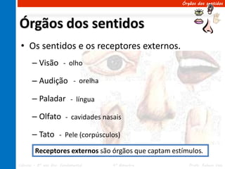 Órgãos dos sentidos




Órgãos dos sentidos
 • Os sentidos e os receptores externos.
       – Visão - olho

       – Audição - orelha

       – Paladar - língua

       – Olfato - cavidades nasais

       – Tato - Pele (corpúsculos)
        Receptores externos são órgãos que captam estímulos.
Ciências – 8º ano Ens. Fundamental   4º Bimestre        Profa. Rebeca Vale
 