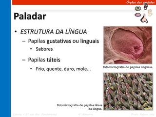 Órgãos dos sentidos




Paladar
 • ESTRUTURA DA LÍNGUA
       ─ Papilas gustativas ou linguais
             • Sabores

       ─ Papilas táteis
                                                                         Fotomicrografia de papilas linguais.
             • Frio, quente, duro, mole...




                                     Fotomicrografia de papilas táteis
                                                           da língua.
Ciências – 8º ano Ens. Fundamental                  4º Bimestre                              Profa. Rebeca Vale
 