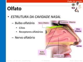 Órgãos dos sentidos




Olfato
 • ESTRUTURA DA CAVIDADE NASAL
       ─ Bulbo olfatório
             • Cílios
             • Receptores olfatórios

       ─ Nervo olfatório




Ciências – 8º ano Ens. Fundamental   4º Bimestre      Profa. Rebeca Vale
 