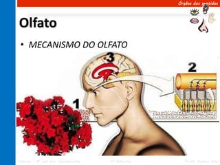 Órgãos dos sentidos




Olfato
 • MECANISMO DO OLFATO




Ciências – 8º ano Ens. Fundamental   4º Bimestre      Profa. Rebeca Vale
 
